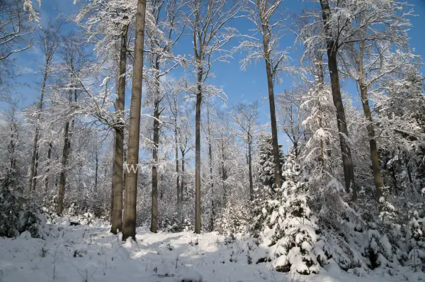 Fokus-Natur Bild