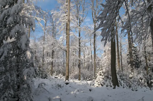 Fokus-Natur Bild