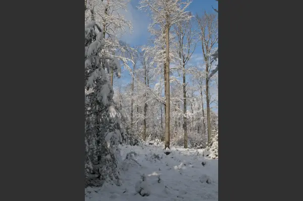 Fokus-Natur Bild