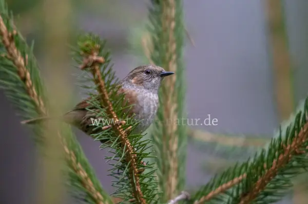Fokus-Natur Bild