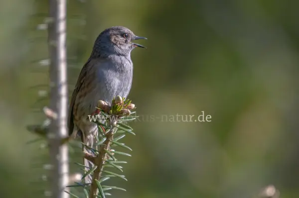 Fokus-Natur Bild