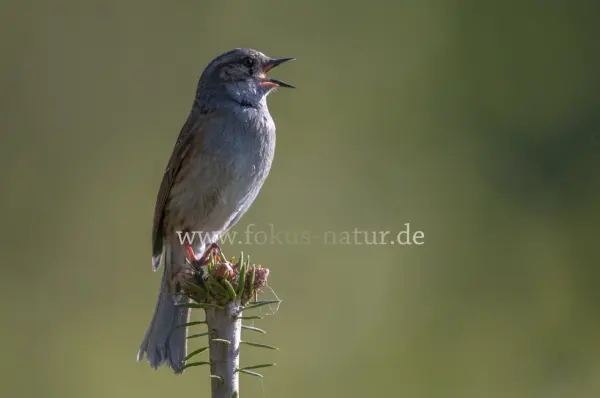 Fokus-Natur Bild