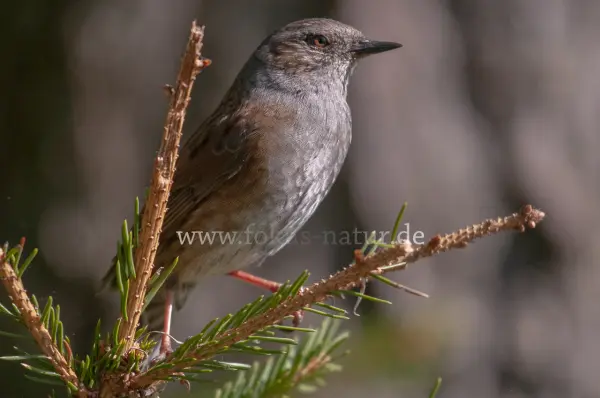 Fokus-Natur Bild