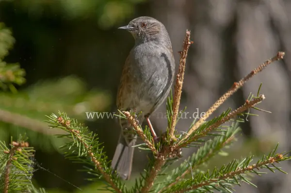 Fokus-Natur Bild