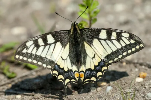 Fokus-Natur Bild