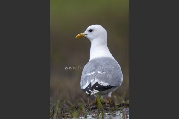 Fokus-Natur Bild