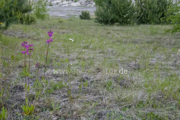 Fokus-Natur Bild