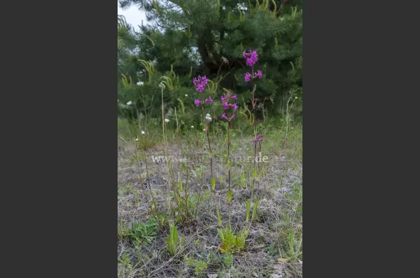Fokus-Natur Bild