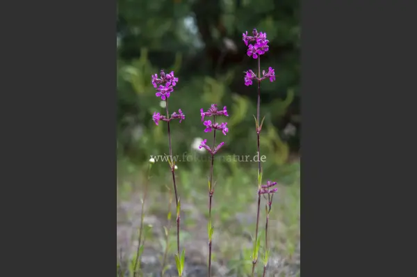 Fokus-Natur Bild