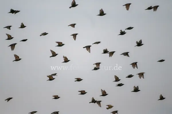 Fokus-Natur Bild