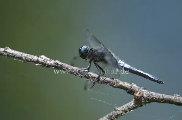 Fokus-Natur Bild