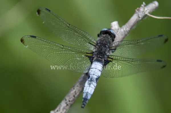 Fokus-Natur Bild