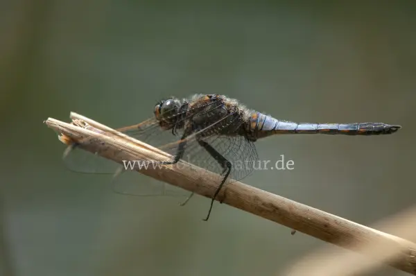 Fokus-Natur Bild