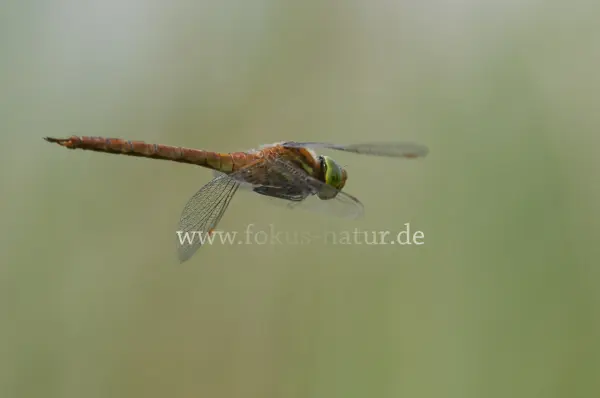 Fokus-Natur Bild