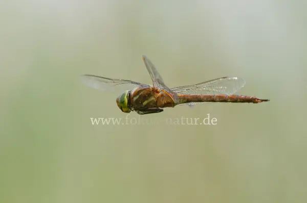 Fokus-Natur Bild