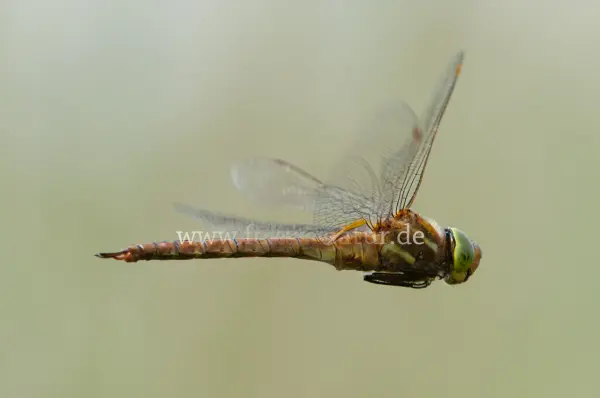 Fokus-Natur Bild