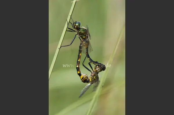 Fokus-Natur Bild