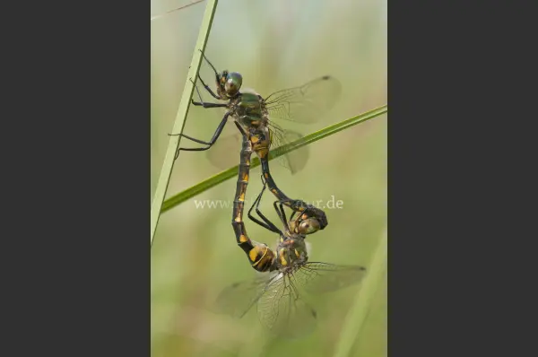 Fokus-Natur Bild