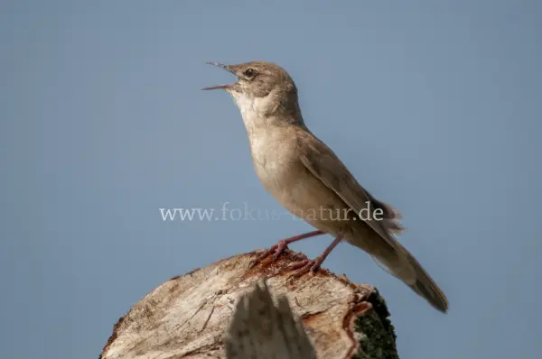 Fokus-Natur Bild