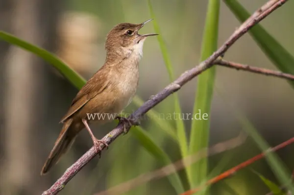 Fokus-Natur Bild