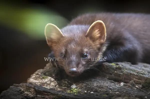 Fokus-Natur Bild