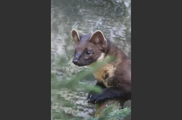 Fokus-Natur Bild