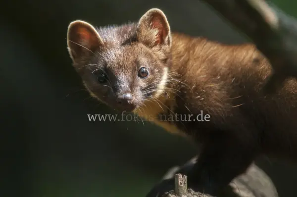 Fokus-Natur Bild