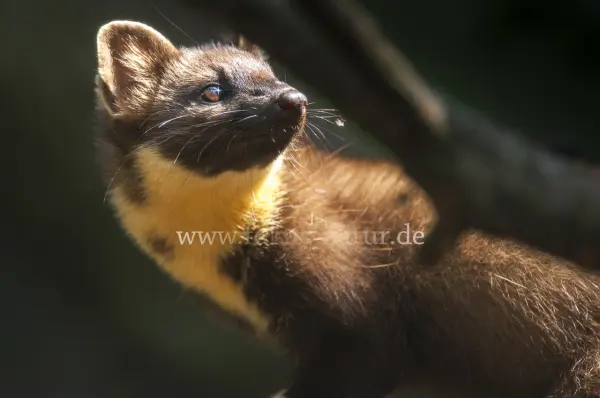 Fokus-Natur Bild