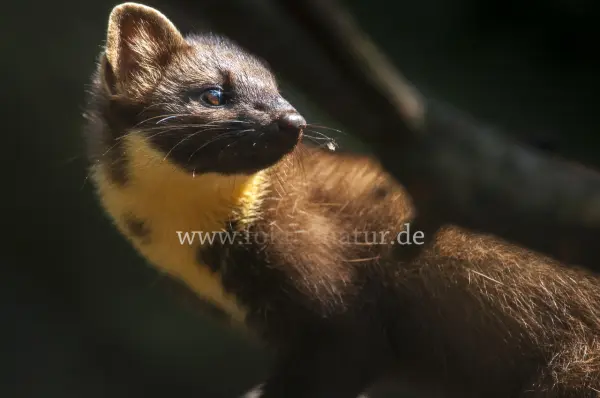 Fokus-Natur Bild