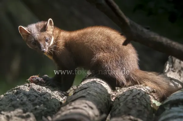 Fokus-Natur Bild