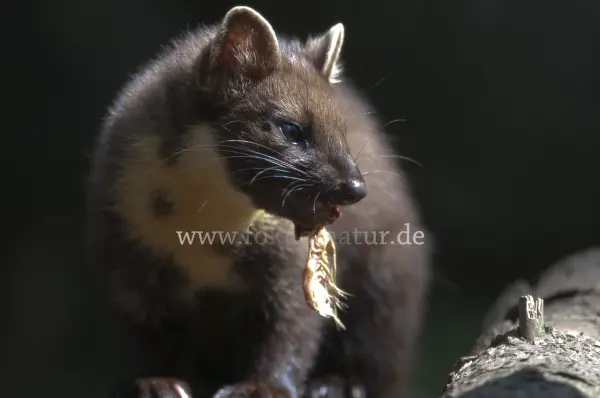 Fokus-Natur Bild