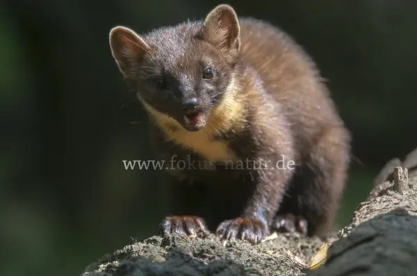 Fokus-Natur Bild