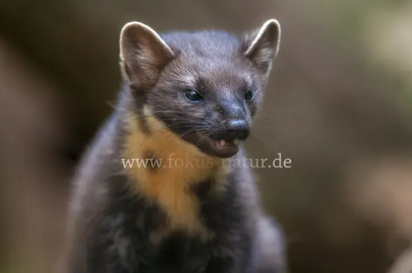 Fokus-Natur Bild