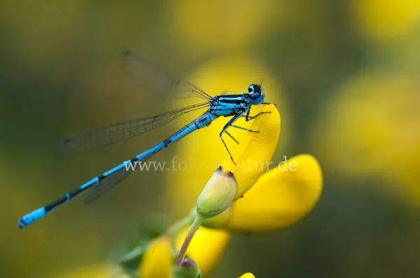 Fokus-Natur Bild