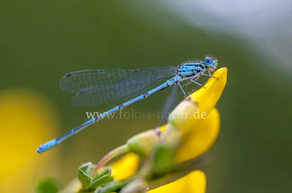 Fokus-Natur Bild