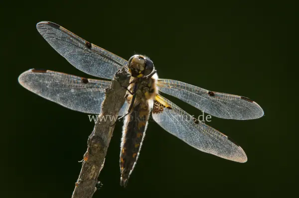 Fokus-Natur Bild