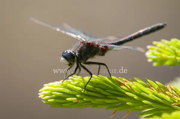 Fokus-Natur Bild
