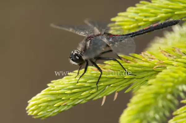 Fokus-Natur Bild