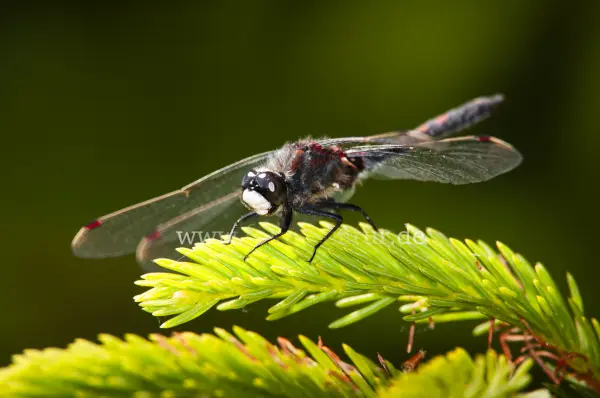 Fokus-Natur Bild