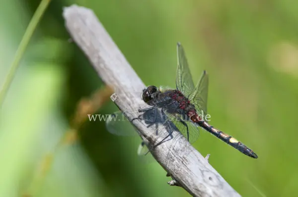 Fokus-Natur Bild