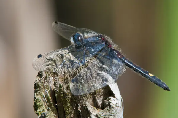 Fokus-Natur Bild