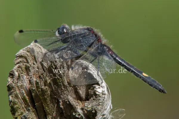 Fokus-Natur Bild