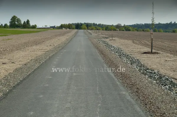 Fokus-Natur Bild