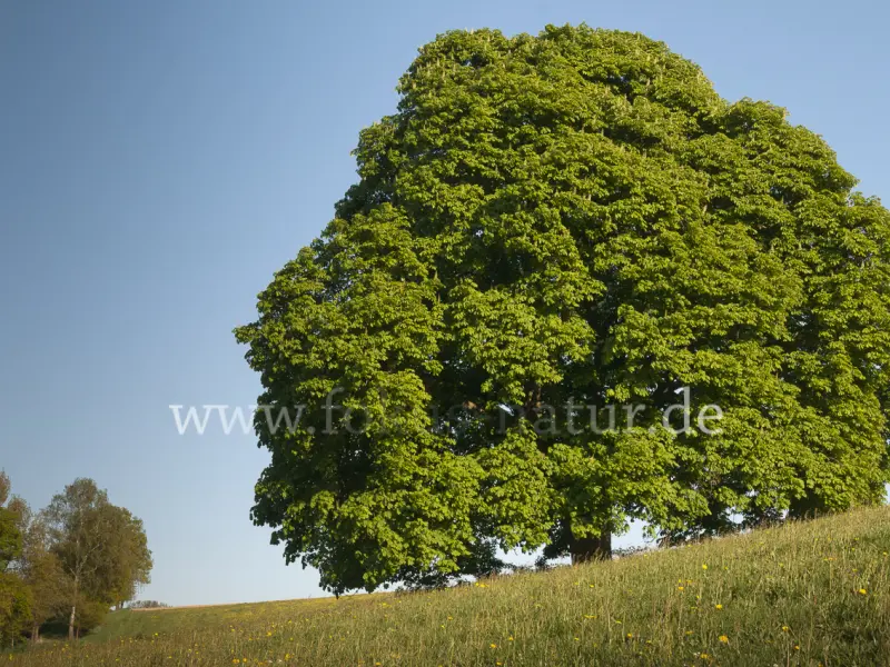 16890