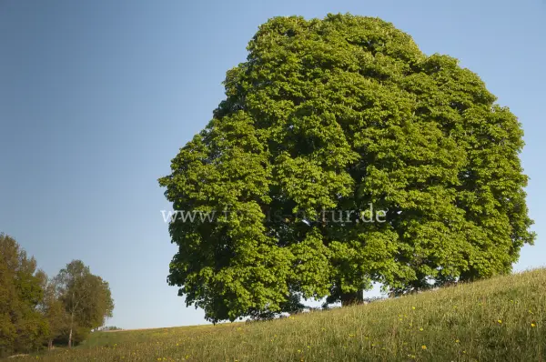 Fokus-Natur Bild