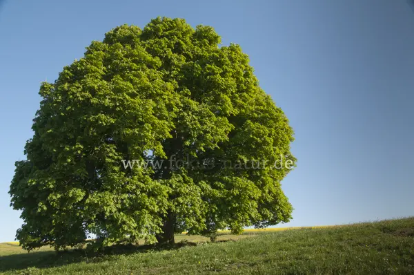Fokus-Natur Bild