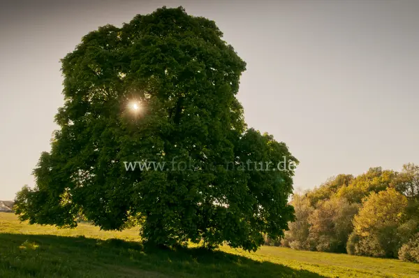 Fokus-Natur Bild