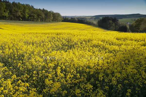 Fokus-Natur Bild