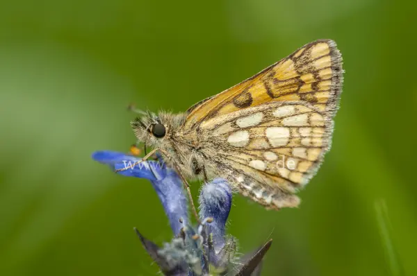 Fokus-Natur Bild