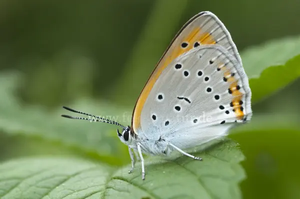 Fokus-Natur Bild